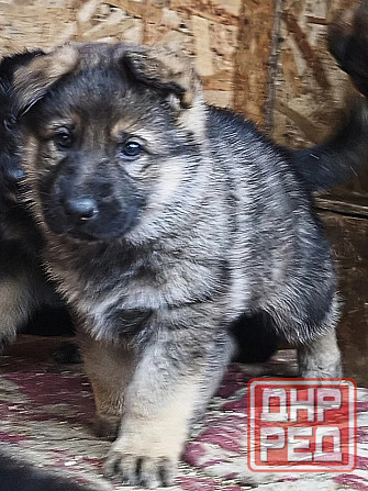 Продам щенков немецкой овчарки Торез - изображение 2