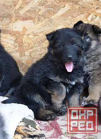 Продам щенков немецкой овчарки Торез - изображение 4