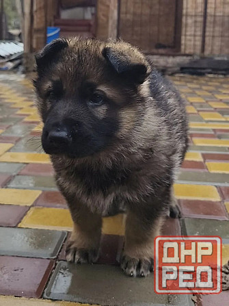 Продам щенков немецкой овчарки Торез - изображение 3