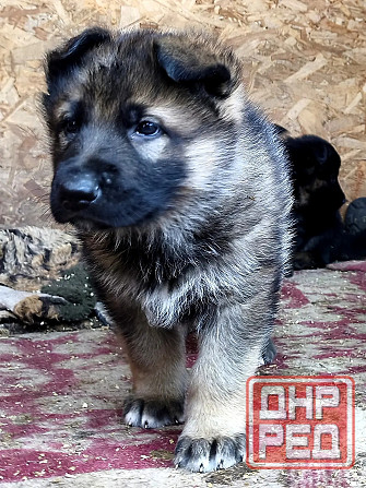 Продам щенков немецкой овчарки Торез - изображение 1