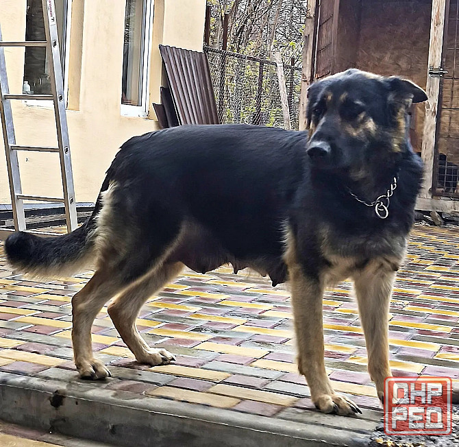 Продам щенков немецкой овчарки Торез - изображение 7