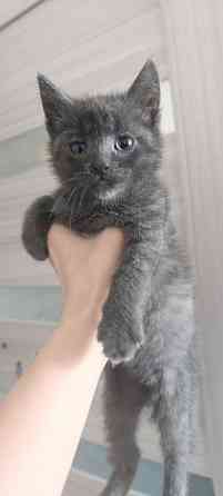 Рычун ищет хозяина шотландец мальчик! Макеевка