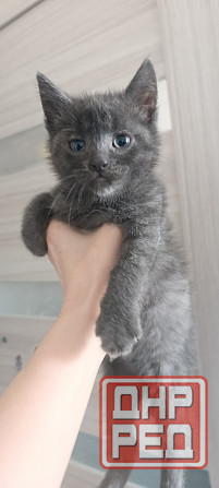 Рычун ищет хозяина шотландец мальчик! Макеевка - изображение 1