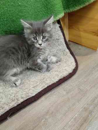 Котята Мейн Куны Донецк