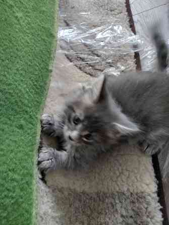 Котята Мейн Куны Донецк