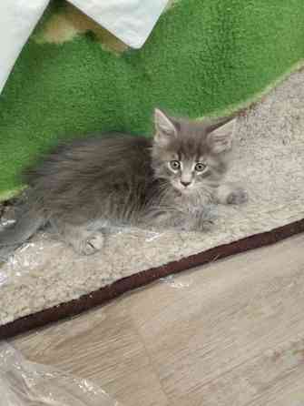 Котята Мейн Куны Донецк