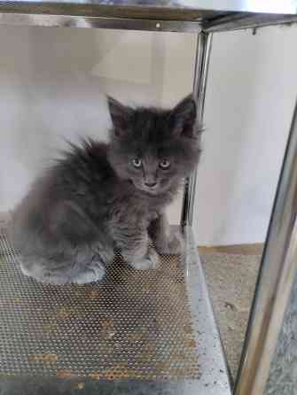 Котята Мейн Куны Донецк