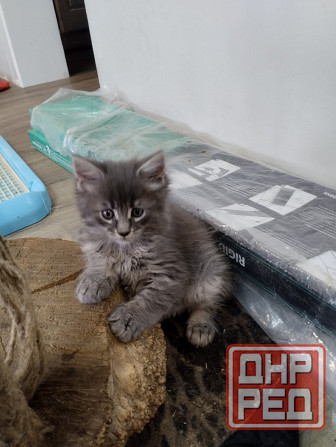 Котята Мейн Куны Донецк - изображение 3