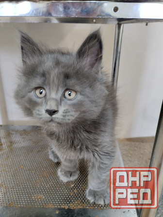 Котята Мейн Куны Донецк - изображение 1