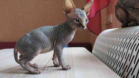 Канадский сфинкс Донецк