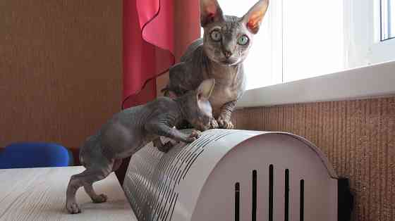 Канадский сфинкс Донецк