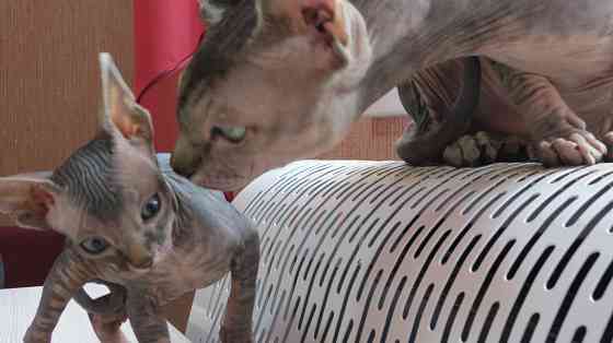 Канадский сфинкс Донецк