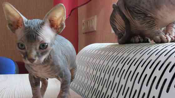 Канадский сфинкс Донецк