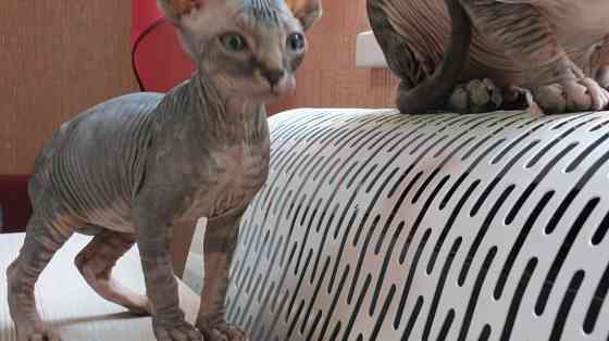 Канадский сфинкс Донецк