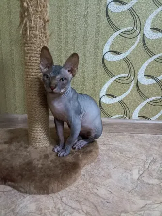 Канадский сфинкс Донецк