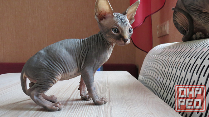 Канадский сфинкс Донецк - изображение 5