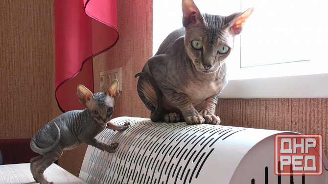 Канадский сфинкс Донецк - изображение 1