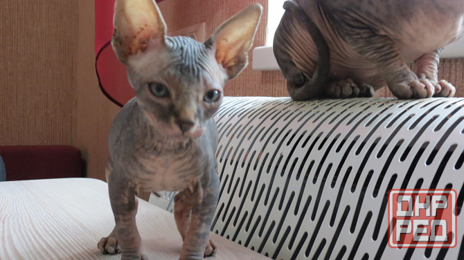 Канадский сфинкс Донецк - изображение 7