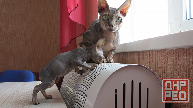 Канадский сфинкс Донецк - изображение 6