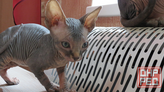 Канадский сфинкс Донецк - изображение 8