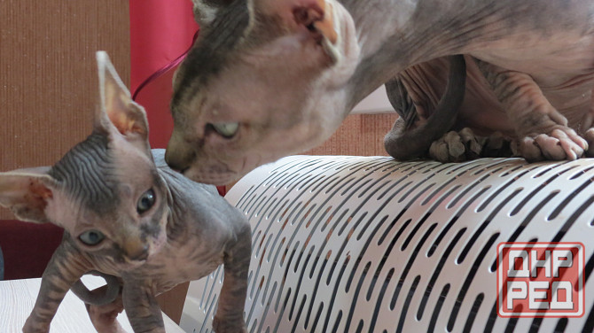 Канадский сфинкс Донецк - изображение 2