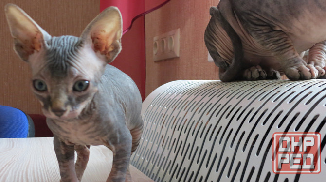 Канадский сфинкс Донецк - изображение 3