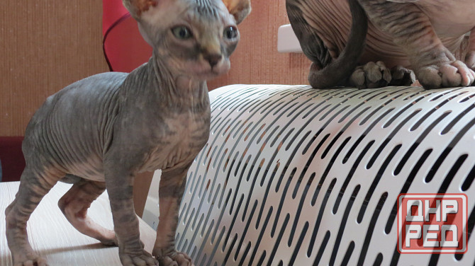 Канадский сфинкс Донецк - изображение 4