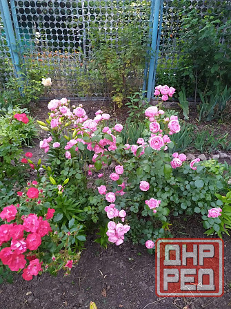 Продам дачу , Бердянск прям у моря Бердянск - изображение 11