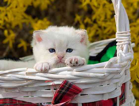 Британские короткошёрстные котята Макеевка