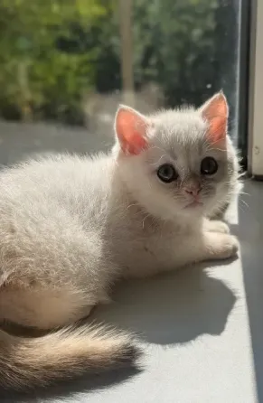 Британские короткошёрстные котята Макеевка