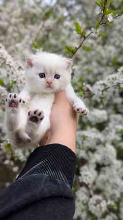 Британские короткошёрстные котята Макеевка