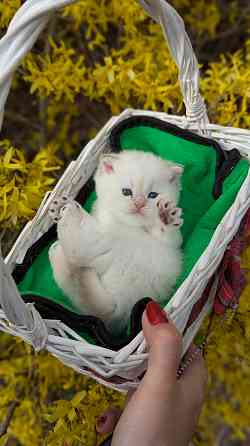 Британские короткошёрстные котята Макеевка