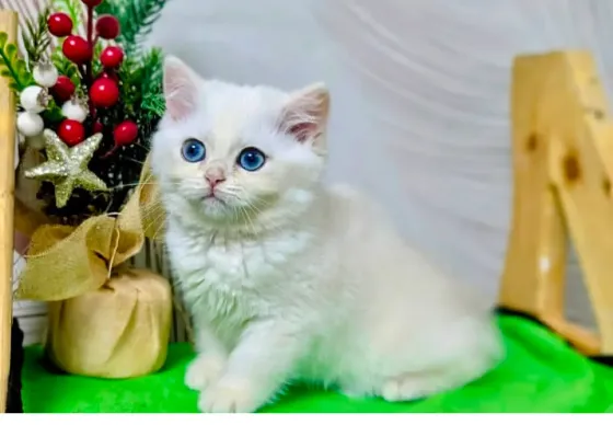 Британские короткошёрстные котята Макеевка