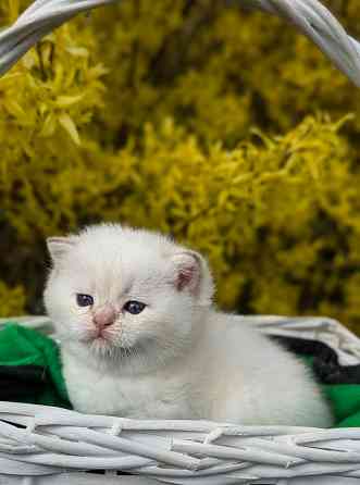 Британские короткошёрстные котята Макеевка
