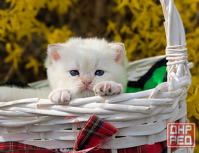 Британские короткошёрстные котята Макеевка - изображение 4