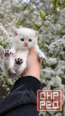 Британские короткошёрстные котята Макеевка - изображение 1