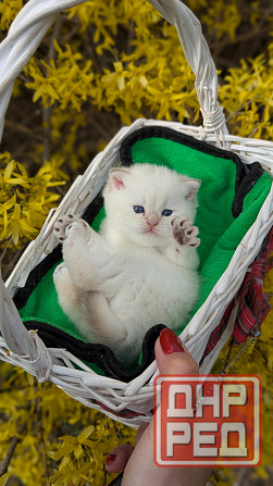 Британские короткошёрстные котята Макеевка - изображение 3