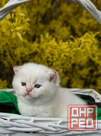 Британские короткошёрстные котята Макеевка - изображение 2