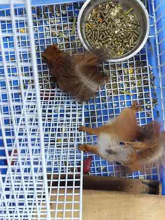 Белка Донецк