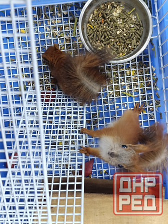 Белка Донецк - изображение 1