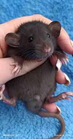 Ручные Дамбо Макеевка