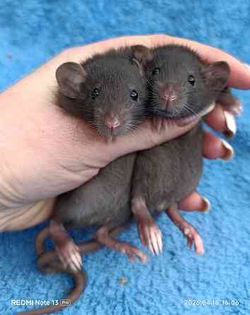 Ручные Дамбо Макеевка