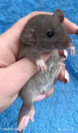 Ручные Дамбо Макеевка