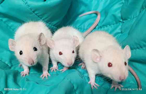 Ручные Дамбо Макеевка