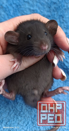 Ручные Дамбо Макеевка - изображение 1