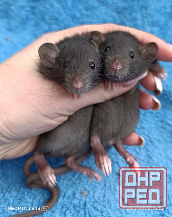 Ручные Дамбо Макеевка - изображение 2