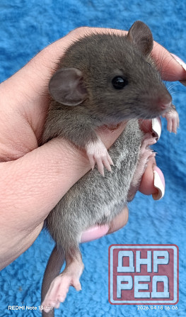 Ручные Дамбо Макеевка - изображение 3