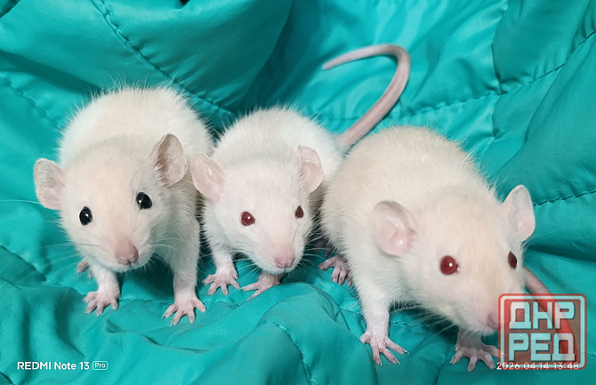 Ручные Дамбо Макеевка - изображение 4