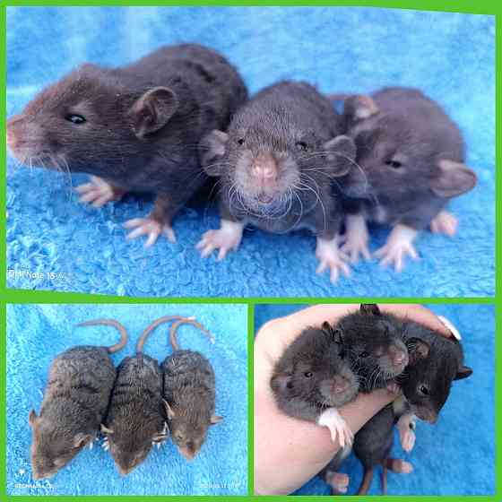 Дамбо Рекс Донецк