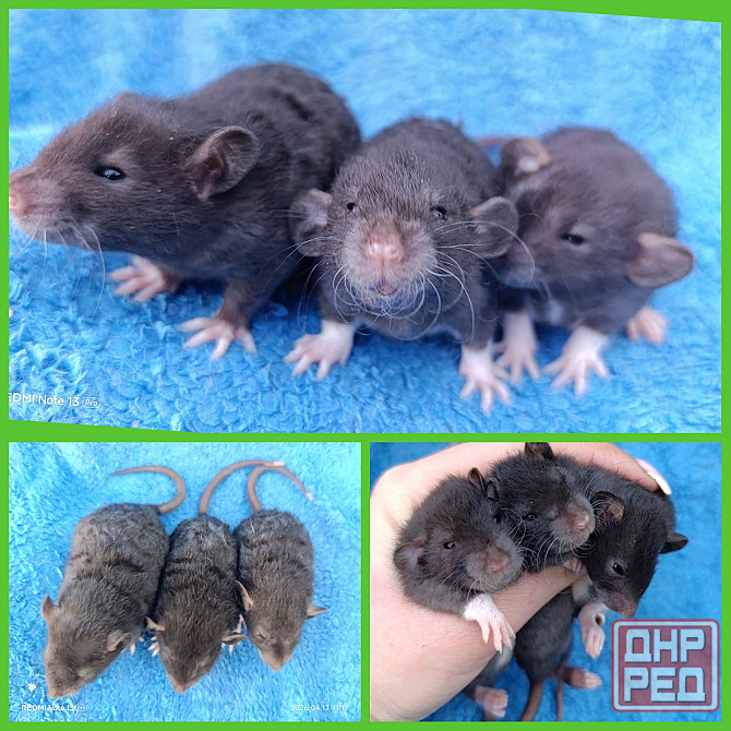 Дамбо Рекс Донецк - изображение 1